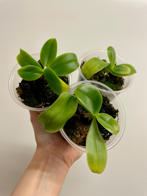 Phalaenopsis Corning-cervi | corningiana x cornu-cervi | SapphireChild Orchids