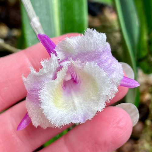 Dendrobium aphyllum 'Shining Fuji' peloric example flower