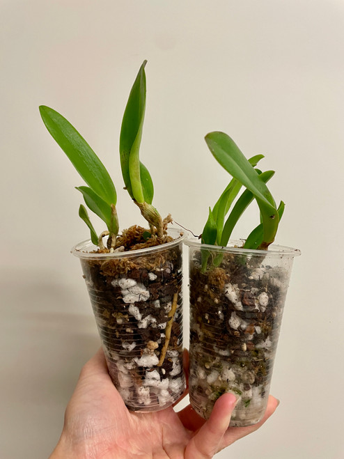Bc (Snowblind x walkeriana) x digbyana | compot of 2 seedlings | SapphireChild Orchids
