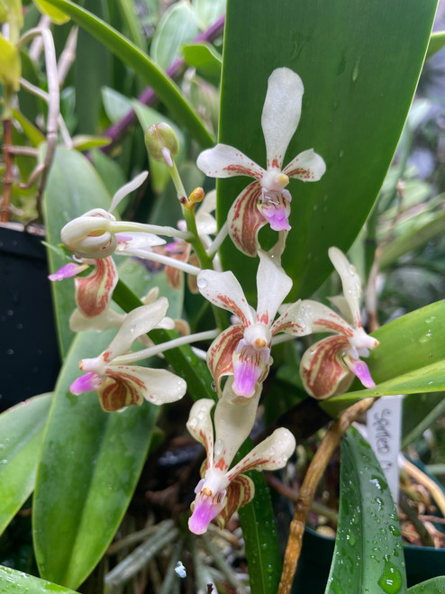 Vanda tricolor v. suavis | SapphireChild Orchids at Julia Redman Art