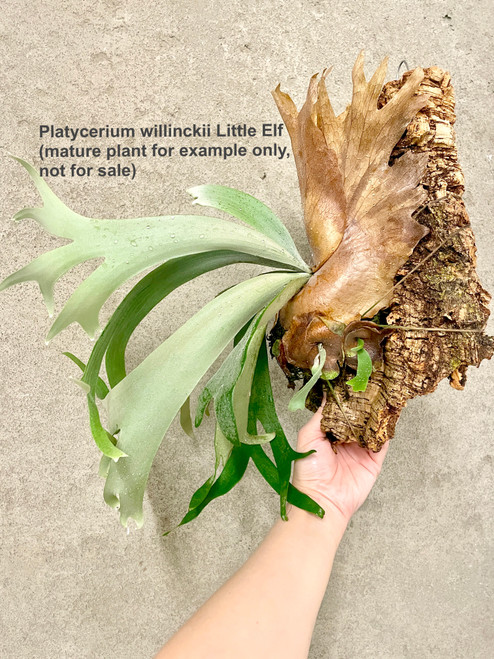 Platycerium willinckii 'Thousands of Arrow Fired' | rare fern
