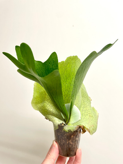 P. elephantotis x willinckii（TC）22/10/24 Platycerium elephantotis – Elephant Staghorn Fern (4″ pot