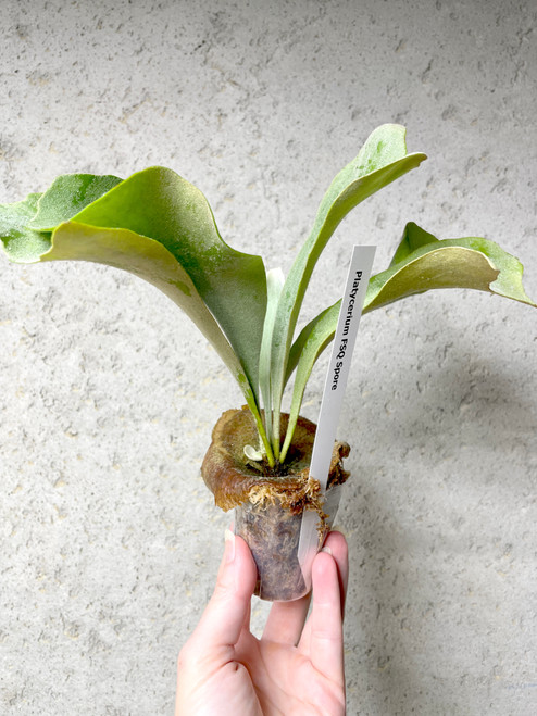 Platycerium FSQ Spore examples of plants for sale