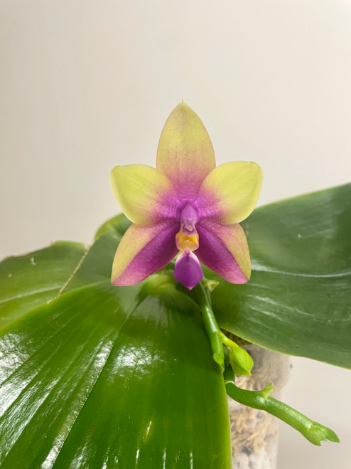 Phalaenopsis Summer Dance Queen | SapphireChild Orchids