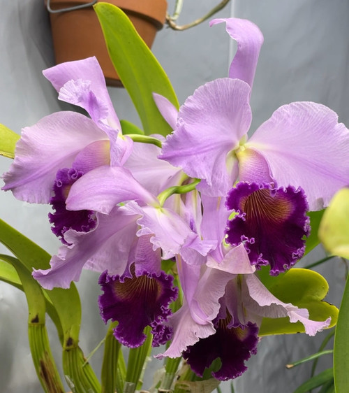 Cattleya Dinard ‘Blue Heaven’ AM/AOS | SapphireChild Orchids