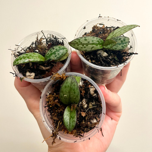 Doritis pulcherrima v marmorata | seedlings | SapphireChild Orchids