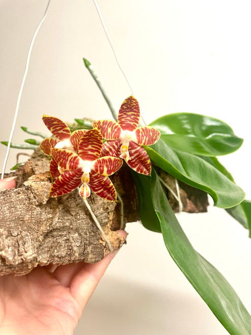 Phalaenopsis amboinensis flavida plants for sale