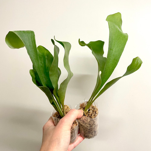Platycerium Mt.lewis × hillii Trident Platycerium Mt.lewis × hillii Trident Platycerium Trident