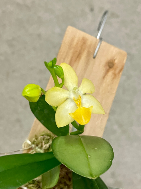 Phalaenopsis Princess Kaiulani 'Yellow love Purple