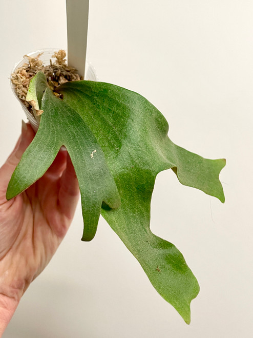 Platycerium madagascariense x alcicorne (Madagascar) | rare fern