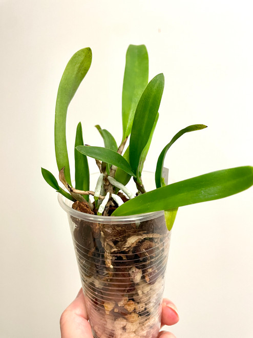 Example community pot