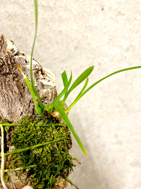 examples of Maxillaria kautskyi plants for sale