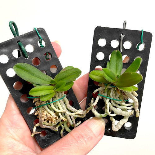 examples of Schoenorchis fragrans plants for sale