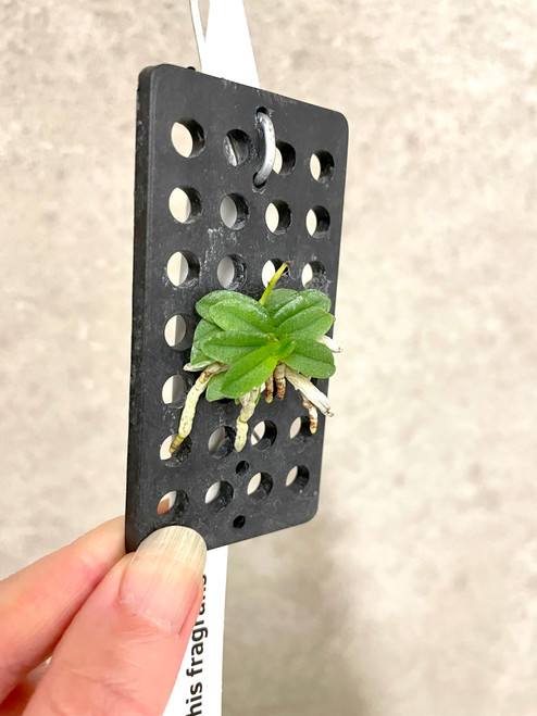 examples of Schoenorchis fragrans plants for sale examples of Schoenorchis fragrans plants for sale