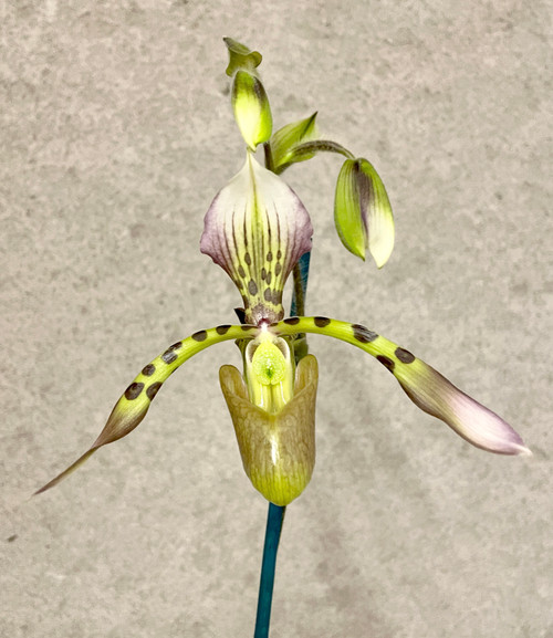 Example flower photo, Paphiopedilum haynaldianum