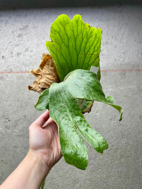 Examples of Platycerium Erawan 'Jade Fan' plants for sale Examples of Platycerium Erawan 'Jade Fan' plants for sale