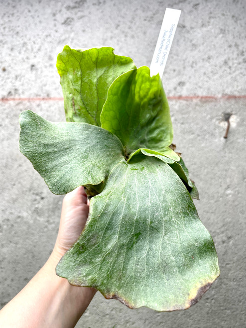 Examples of Platycerium Erawan 'Jade Fan' plants for sale