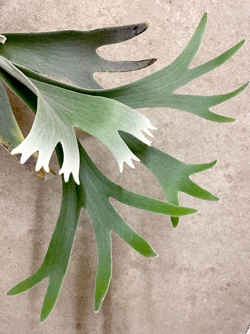 Example older Platycerium willinckii 'Celso' plant