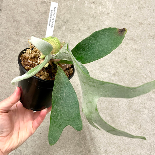 example of Platycerium willinckii 'Celso' plants for sale