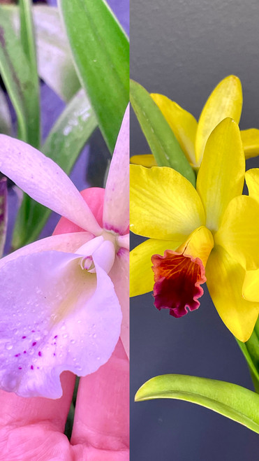 parents of this cross (Bc. Walter August x C. (Tokyo Magic x Tangerine Imp)) parents of this cross (Bc. Walter August x C. (Tokyo Magic x Tangerine Imp))