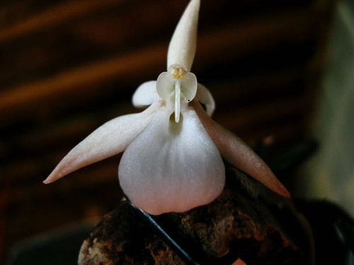 Aerangis punctata example flower photo