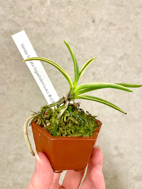 Vanda (Neofinetia) falcata 'Higashidemiyako 東出都 ' variegated plants for sale Vanda (Neofinetia) falcata 'Higashidemiyako 東出都 ' variegated plants for sale