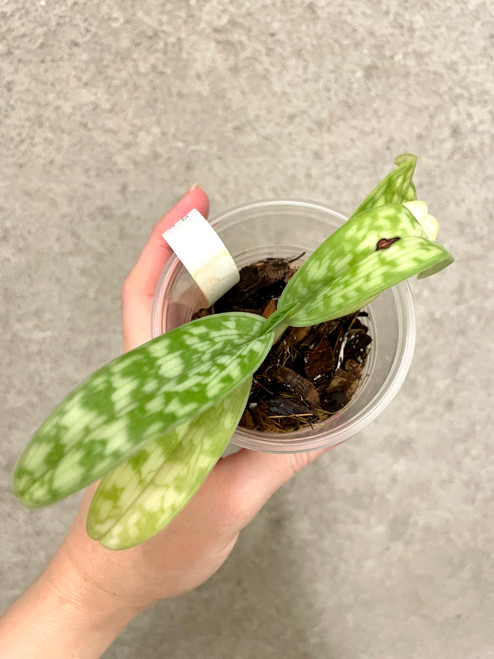 Examples of Paph Montera Vogue x Petulas Wonder plants for sale