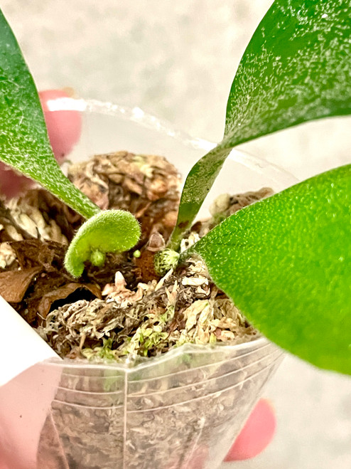Platycerium andinum x quadridichotomum plants for sale