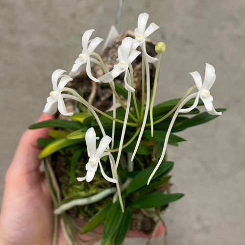 Vanda falcata Ootakamaru example flower photo