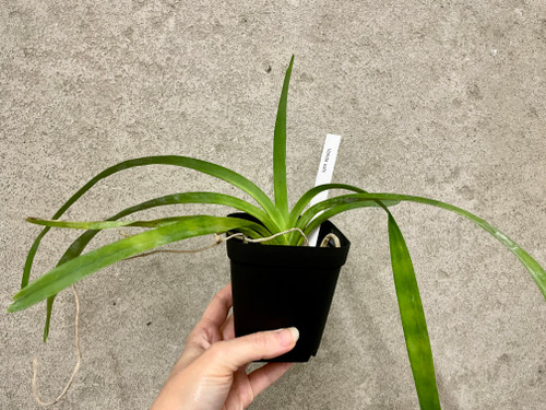 Vanda ustii example of plants for sale