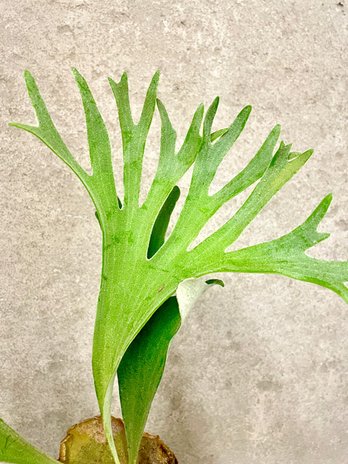P.veitchii AR×willinckii SM pup Platycerium veitchii (wild) x