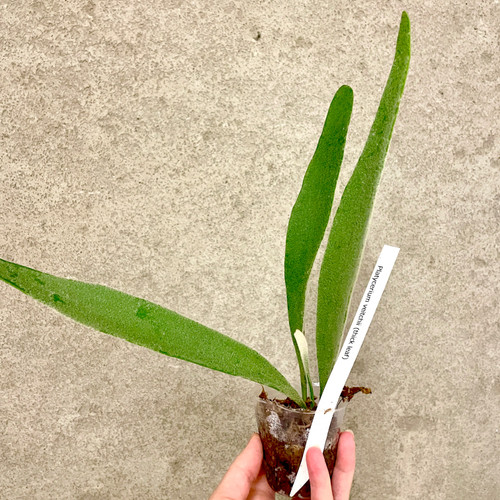 Platycerium veitchii (thick leaf) examples of plants for sale
