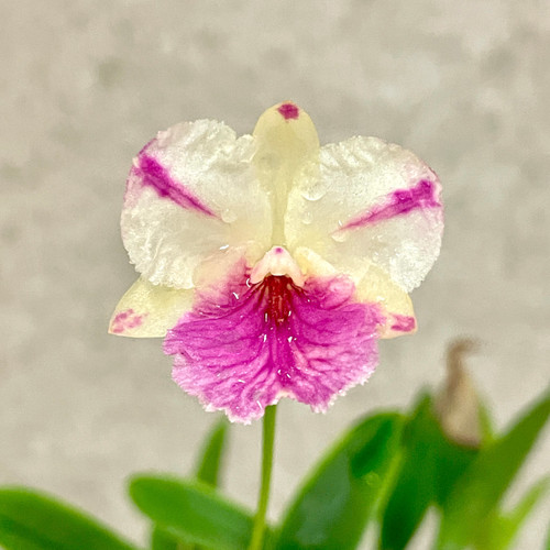Broughtonia sanguinea (aurea x 'Yellow Star Splash') example flower photo