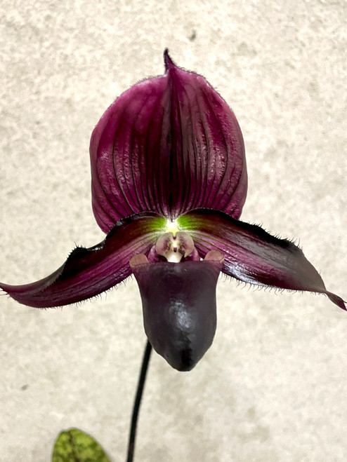Paphiopedilum (Hsinying Macasar x Mem. Sarafin Perez), deep vinicolor purple hybrid, with beautifully marked foliage - slipper orchid for sale