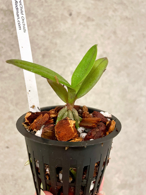 Doritis pulcherrima v Champornensis Doritis pulcherrima v Champornensis