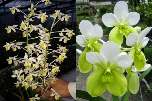 Vanda Kupperi f. alba (lamellata f. alba x sanderiana f. alba) parent flowers