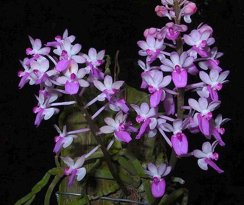 Seidenfadenia mitrata