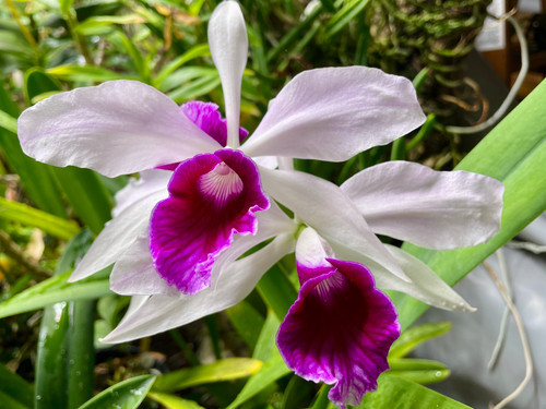 Laelia purpurata v schusteriana example flower photo Laelia purpurata v schusteriana example flower photo