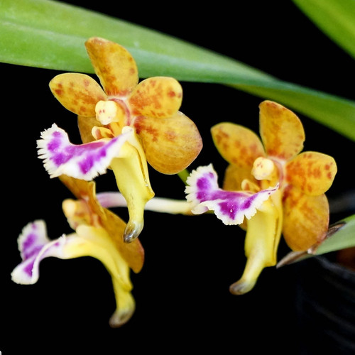 Aerides (Vanda) flabellata example flower photo