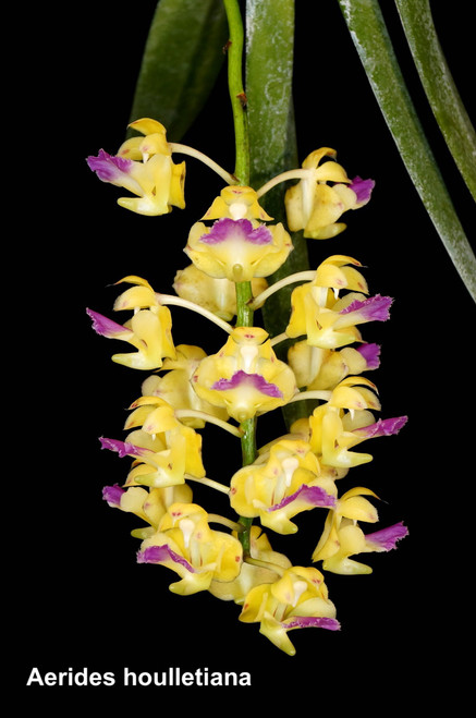 Aerides houlletiana example flower photo