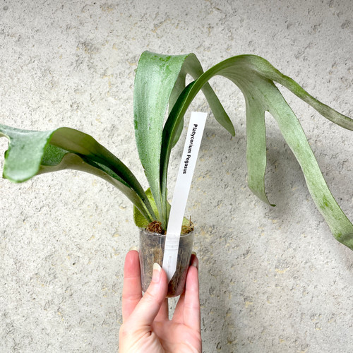Platycerium Mt.lewis × hillii Trident Platycerium Trident (Mt Lewis x hillii) | SapphireChild Orchids