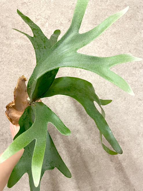 Platycerium Pegasus (willinckii x diversifolium) example of plants for sale