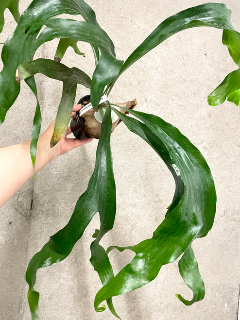 Platycerium hillii Papua | SapphireChild Orchids