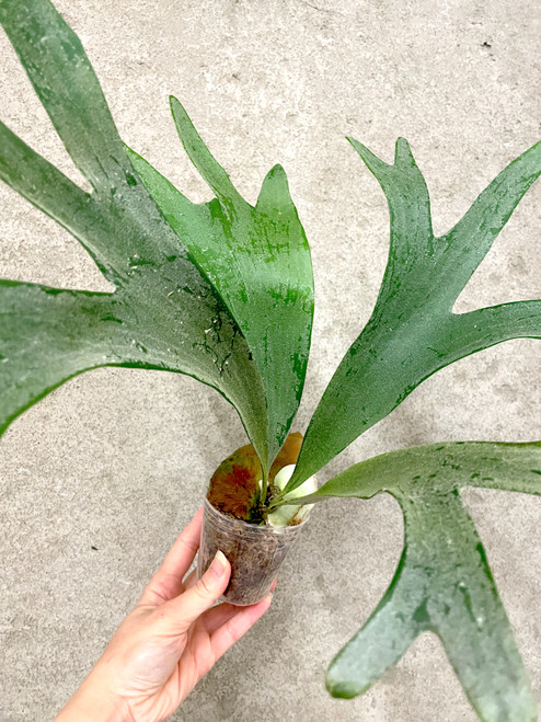 Platycerium bifurcatum sp. 'White' examples of plants for sale