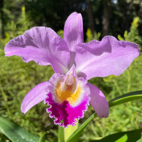 Cattleya gaskelliana | SapphireChild Orchids at Julia Redman Art
