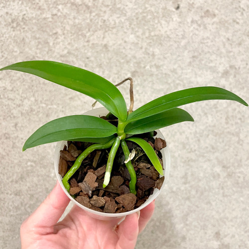 Macropodanthus cootesii exampleof plants for sale
