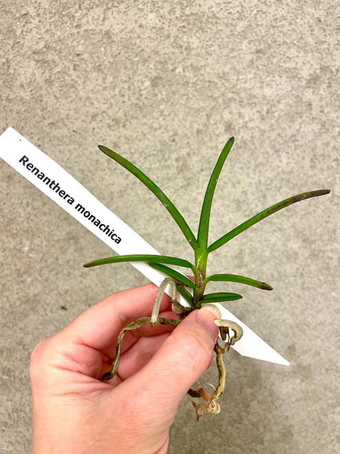 Renanthera monachica example of plants for sale Renanthera monachica example of plants for sale