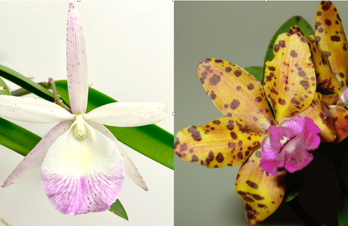 reference flower photo for Walter August x Jungle Eyes showing parents reference flower photo for Walter August x Jungle Eyes showing parents
