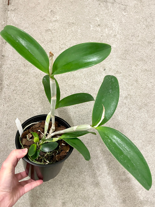 Cattleya violacea (carnea x suavissima) example of plants for sale Cattleya violacea (carnea x suavissima) example of plants for sale
