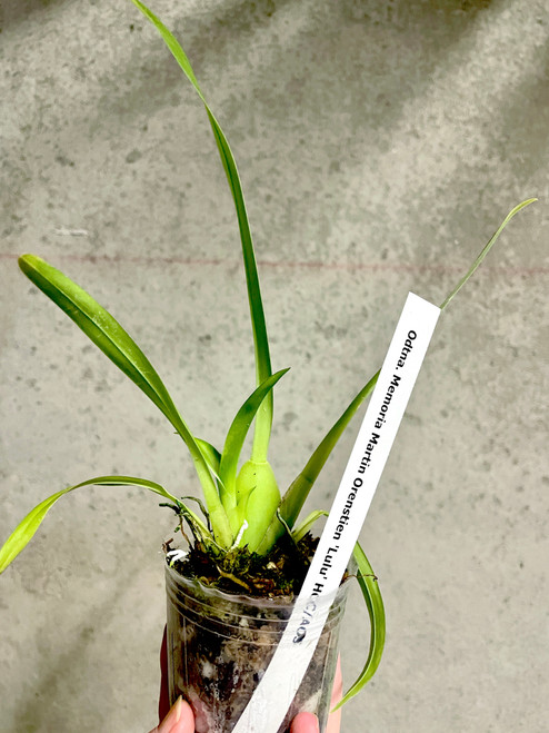 Odtna. Memoria Martin Orenstien 'Lulu' HCC/AOS | SapphireChild Orchids